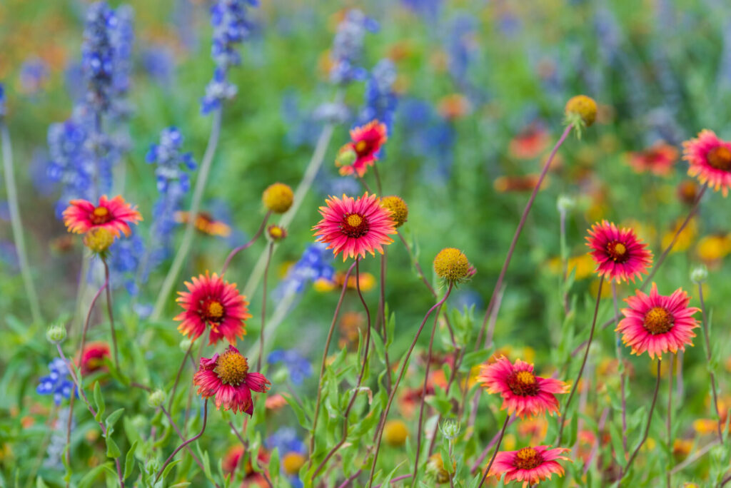 A field of wildflowers in the Texas Hill Country