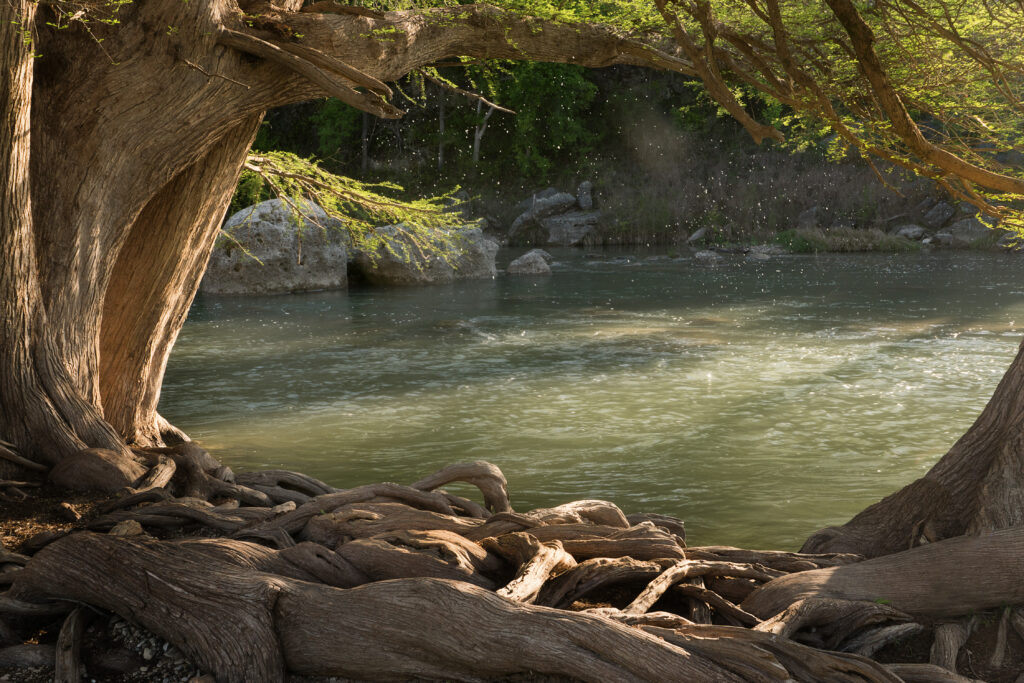 Natural framing of the river with tree trunks and roots. Guadalupe River State Park, Texas, US