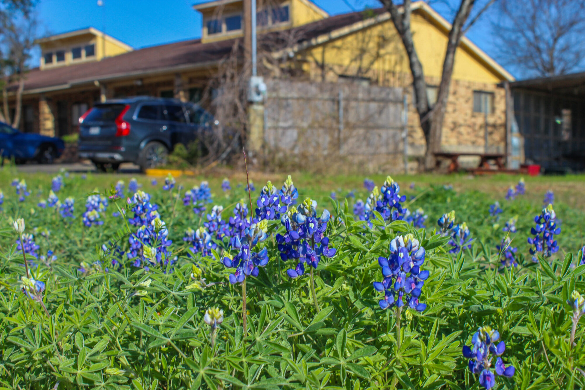 Bluebonnets in the foreground with the District office in the background