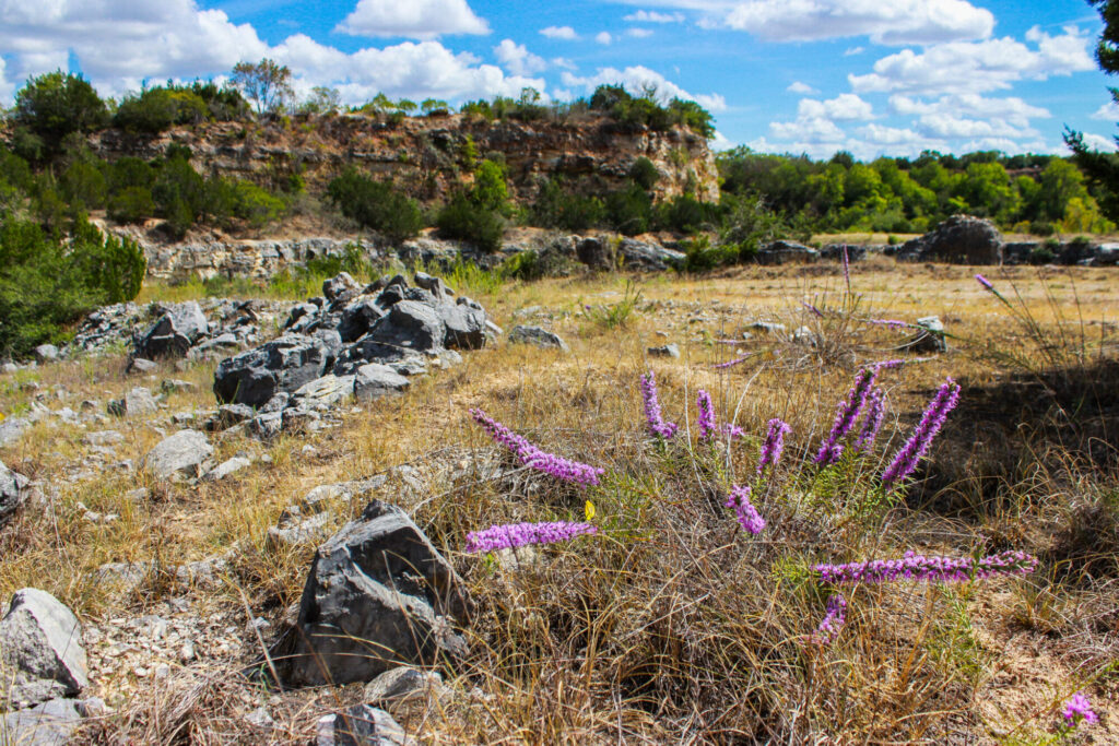 A hill country landscape with gayfeather flowers in the foreground and grasses, rocks, and cliffs in the background.