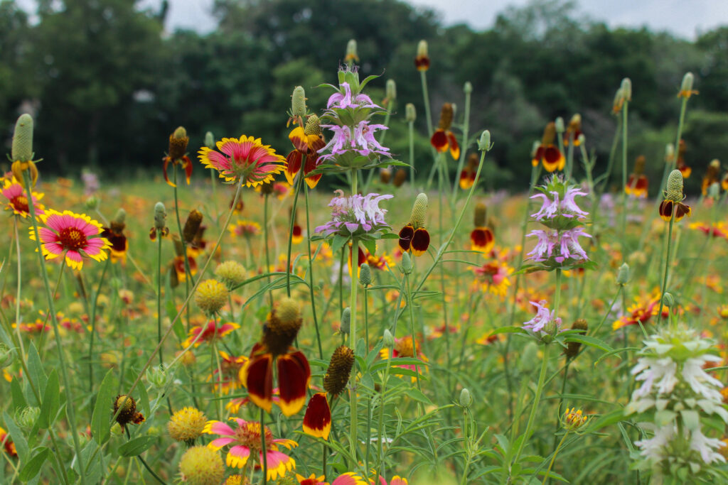 Wildflowers near the Barton Springs multiport well